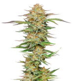 1769686345840.png 1769686345840.png