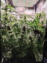 Day 92 (2.02) (2).jpg Day 92 (2.02) (2).jpg