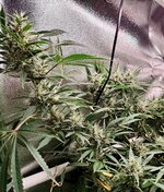 Day 92 (2.02) (3).jpg Day 92 (2.02) (3).jpg