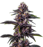 1770188448423.png 1770188448423.png