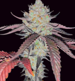 1770188462306.png 1770188462306.png