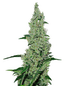 1770286350124.png 1770286350124.png