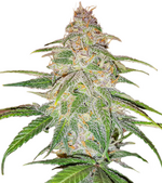 1770392664290.png 1770392664290.png