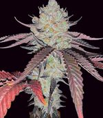 1770392684950.png 1770392684950.png