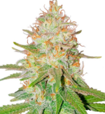 1770888923084.png 1770888923084.png