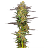 1771069354357.png 1771069354357.png