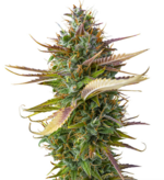 1771069371465.png 1771069371465.png