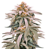 1771069385649.png 1771069385649.png