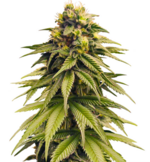 1771325885353.png 1771325885353.png