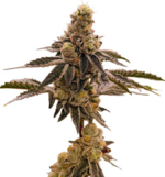 1771325901331.png 1771325901331.png