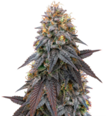 1771325914011.png 1771325914011.png