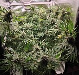 Day 113 (23.02).jpg Day 113 (23.02).jpg