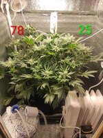 Сибирский гров. Первый фотик на кокосе.