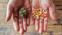 bezopasno-li-sovmeshchat-konoplyu-s-lekarstvami-otpuskaemymi-bez-recepta__XwpUrGFu6mPaANuM.jpg bezopasno-li-sovmeshchat-konoplyu-s-lekarstvami-otpuskaemymi-bez-recepta__XwpUrGFu6mPaANuM.jpg