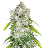 1772701587845.png 1772701587845.png