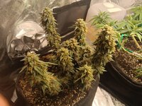 Лимонная Дымка