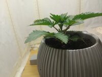 11 бедных роз