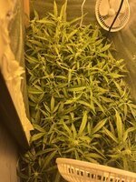 Кислая ревность на DWC