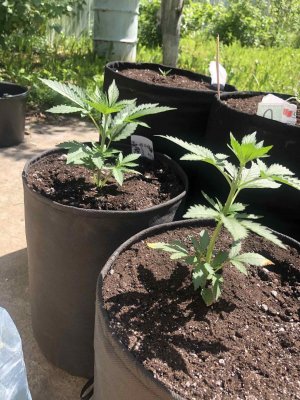 06A4C5A0-C4F6-4EE3-97EB-EF85EE0B4D3B.jpeg 06A4C5A0-C4F6-4EE3-97EB-EF85EE0B4D3B.jpeg