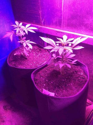 5F56B92C-1754-44E4-BF43-D81504B53DF7.jpeg 5F56B92C-1754-44E4-BF43-D81504B53DF7.jpeg