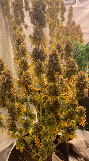 Снимок экрана 2022-06-11 в 12.52.58.png