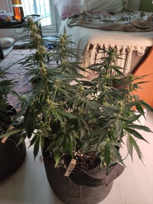 IMG_20220609_103343.jpg IMG_20220609_103343.jpg