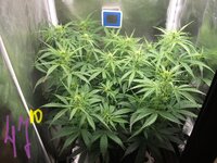 Black Herer, первый гров, вашими молитвами)