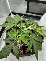 Пробуем КБД сорт Apple Betty