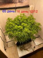 Синий папа вернулся с корпаратива 5.0