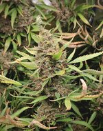 DAY 141 23.03 (2).jpg