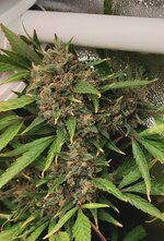 DAY 141 23.03 (4).jpg