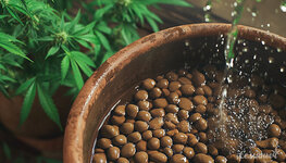 1-Kak-pravilno-promyvat-keramzit-dlya-konopli__ra0RrFAYmux58iYB.jpg 1-Kak-pravilno-promyvat-keramzit-dlya-konopli__ra0RrFAYmux58iYB.jpg