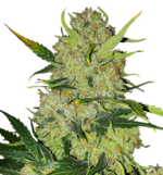 1774335322018.png 1774335322018.png