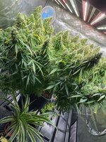 Наш автик на 430г