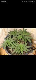 11 бедных роз