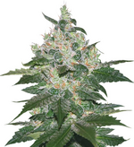 1774965845346.png 1774965845346.png