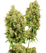 1774965868612.png 1774965868612.png