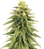 1774965890956.png 1774965890956.png