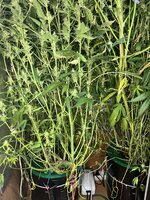 9 — копия.jpg