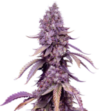 1775323920341.png 1775323920341.png