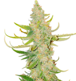 1775323925571.png 1775323925571.png