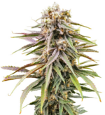 1775323930221.png 1775323930221.png