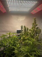 приятный бонус от команды Семяныча