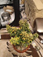 Две подружки убивашки,или приключения инвалида в мире грова часть вторая