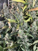 6 — копия.JPG 6 — копия.JPG