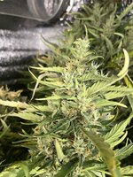 9 — копия.JPG 9 — копия.JPG