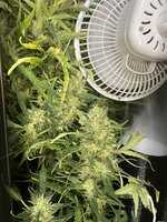 11 — копия.JPG