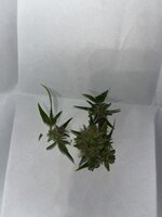 п — копия.JPG