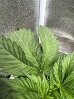 IMG_6263.jpeg IMG_6263.jpeg