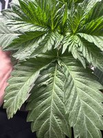 IMG_6262.jpeg IMG_6262.jpeg